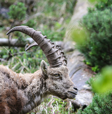 Steinbock im Dachstein-Gebirge