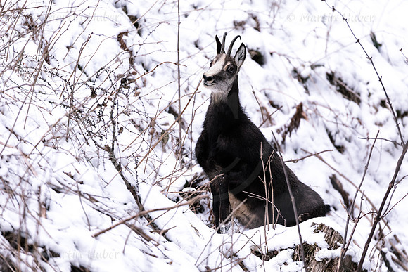Gamswild, Rupicapra rupicapra, Wald