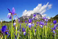 Sibirische Schwertlilie - Iris sibirica - blueht am Fusse des Grimmings