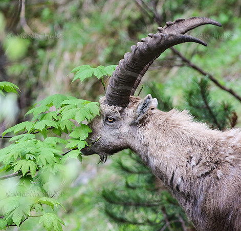 Steinbock im Dachstein-Gebirge
