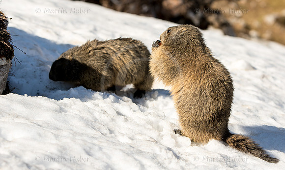 Murmeltier, Marmota