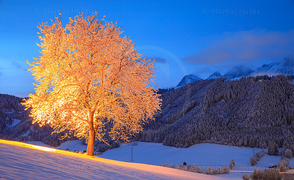 Oranger Baum im Winter