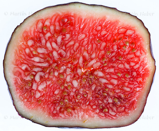 Frucht, frische Feige