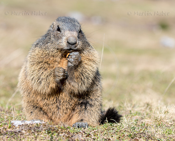 Murmeltier, Marmota