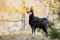 Gamswild, Rupicapra rupicapra, in den Schladminger Tauern