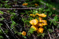 THEMENBILD, Schwammerlsuchen, Pilze sammeln, Eierschwammerl, Pfifferling