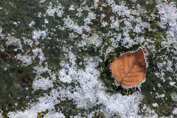 Wintermorgen im Wenger Moor