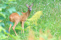 Sommer, Wild, Reh