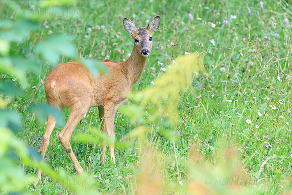 Sommer, Wild, Reh