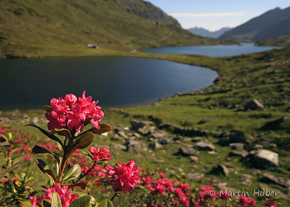 Steinrosen (Rostblättrige Alpenrosen) am Giglachsee