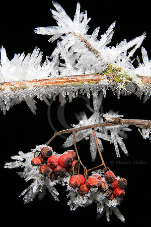 Vogelbeeren und Eiskristalle
