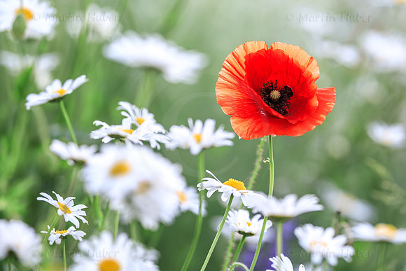 Klatschmohn
