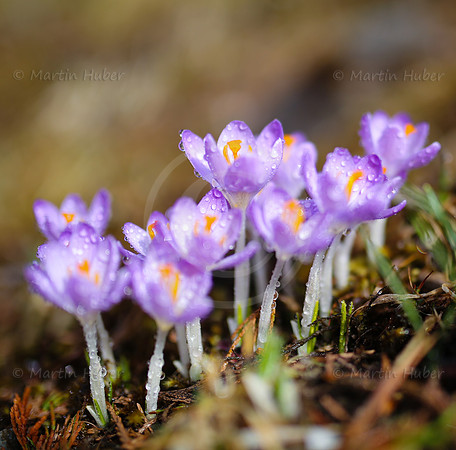 Fruehlingserwachen - Krokusse mit Wassertropfen