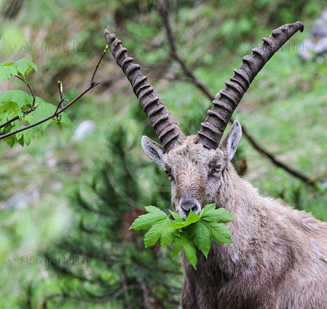 Steinbock im Dachstein-Gebirge