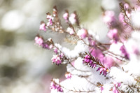THEMENBILD, Wintereinbruch im Frühling in Österreich