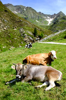 THEMENBILD, Sommer in Südtirol, Kühe