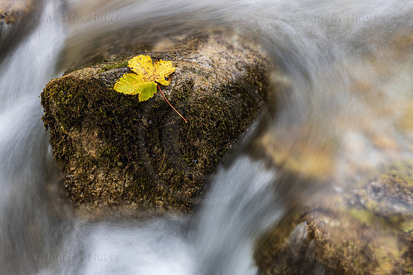 Herbst, Ahornblatt auf Stein im Wasser