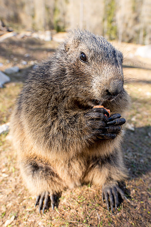 Murmeltier, Marmota