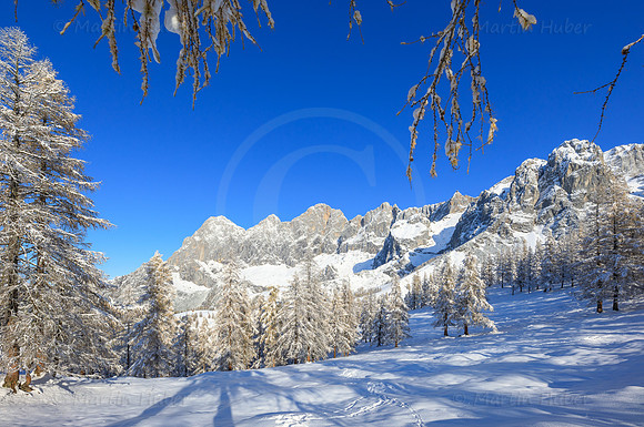 Brandriedel, Dachstein
