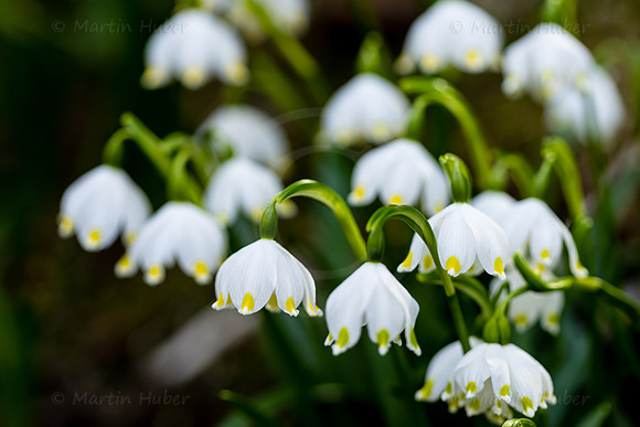 Frühlingsknotenblumen, Leucojum vernum