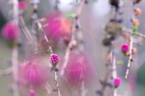 Europäische Lärche, weibliche Blüte