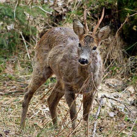 Rehbock im Fellwechsel