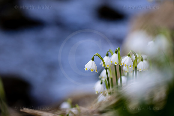 Frühlingsknotenblumen, Leucojum vernum