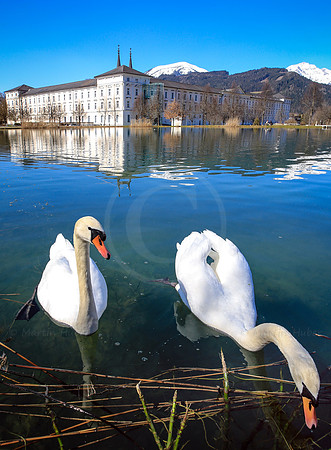 Schwäne, Stift Admont und Teich