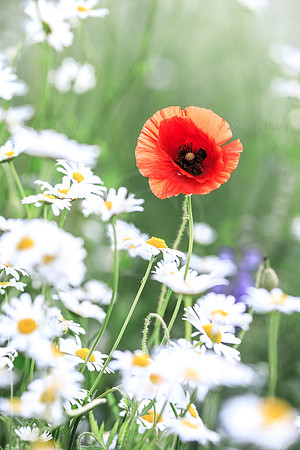 Klatschmohn