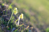 Frühling, Schlüsselblumen