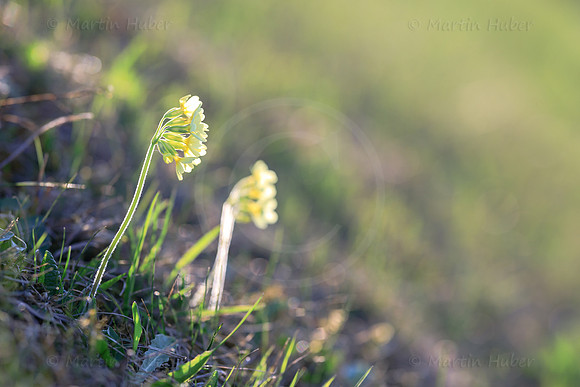Frühling, Schlüsselblumen
