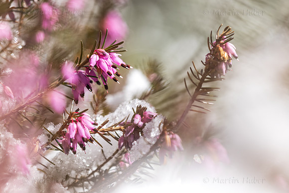 THEMENBILD, Wintereinbruch im Frühling in Österreich