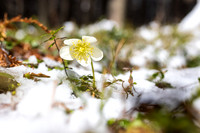 THEMENBILD, Wintereinbruch im Frühling in Österreich