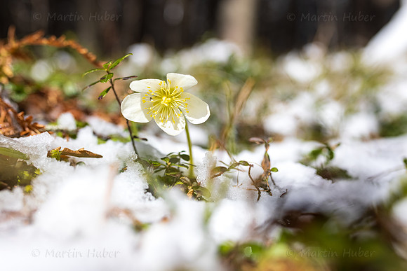 THEMENBILD, Wintereinbruch im Frühling in Österreich