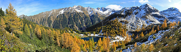 Laerchengold am Duisitzkarsee