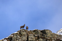 Gamswild, Rupicapra rupicapra, in den Schladminger Tauern