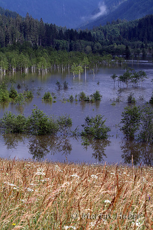 Der Tettersee - Überflutung des Tettermoores am 29.06.2009