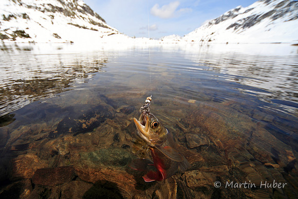 Saibling im Giglachsee