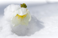 THEMENBILD, Wintereinbruch im Frühling in Österreich