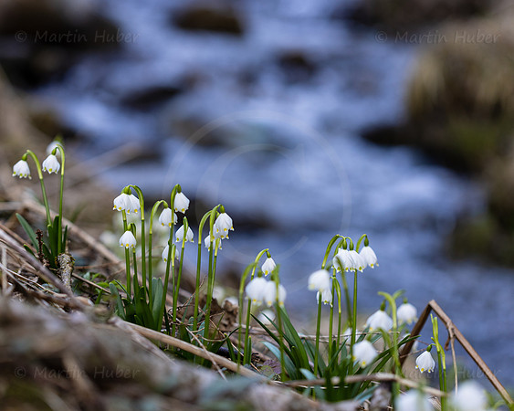 Frühlingsknotenblumen, Leucojum vernum
