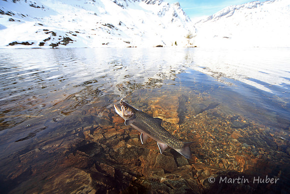 Saibling im Giglachsee