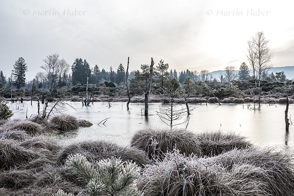 Wintermorgen im Wenger Moor