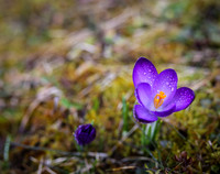 Fruehlingserwachen - blauer Krokus mit Wassertropfen