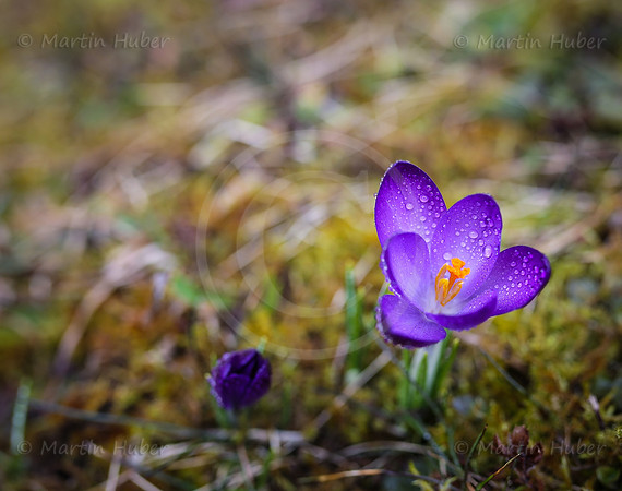 Fruehlingserwachen - blauer Krokus mit Wassertropfen