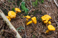 THEMENBILD, Schwammerlsuchen, Pilze sammeln, Eierschwammerl, Pfifferling