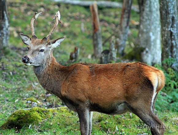 Hirsch