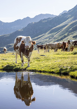 THEMENBILD, Kühe auf der Alm