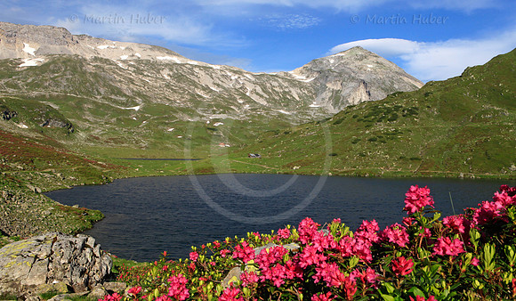Almrausch-/Steinrosenblüte rund um die Giglachseen 2012
