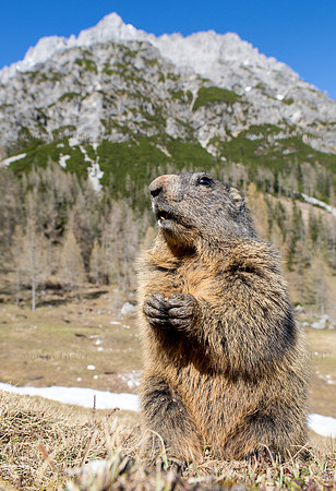 Murmeltier, Marmota