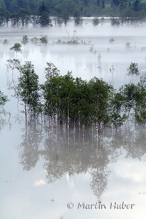 Der Tettersee - Überflutung des Tettermoores am 29.06.2009